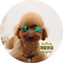 개들의집