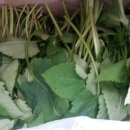 연하농장 이미지