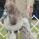 루이&DOGS 이미지