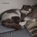 호두PC | 서해대교 행담도 휴게소 후기 휴게소는 늘 즐거워