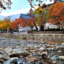 신평고령삼계탕 이미지