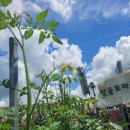 자연생태교육 ㅡ 방울 토마토 탐색하기 🍅🍅 이미지