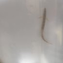 여울목아쿠아