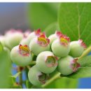 솔미농원 이미지