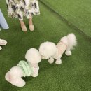 에브리댕댕 이미지