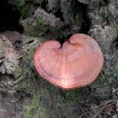 여주-0013 이미지