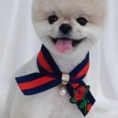 플러피독 네이버블로그