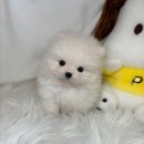 5만원부터 15만원 특수종 보유중 이미지