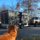 데려가개 이미지