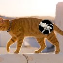 닥터펫 동물의료센터 이미지