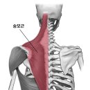 국가대표 체형교정센터 이미지