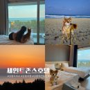해피애견하우스 | 강릉 호캉스 세인트존스 호텔 애견동반 오션뷰 펫룸 숙박 후기