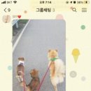 AK동물병원