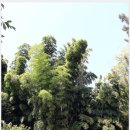 한라수목원 이미지