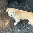 페르소나 바버샵 이미지