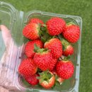 기언농장 | 아기 딸기 먹는 시기 언제부터? 하루 몇개? 씨 제거해야할까? 급여 방법