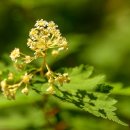 국수나무 이미지