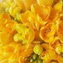 후리지아 이미지