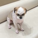 마음편한동물메디컬센터 | * 운정 동물병원 웰니스동물메디컬센터 🐶 방문 후기, 친절했던 진료