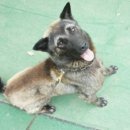 탤런트 독 스쿨 이미지