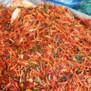 미나리광 이미지