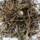 피부병을 치료할 때, 연교(連翹,개나리열매), 금은화(金銀花,인동꽃), 포공영(蒲公英,민들레) 감별