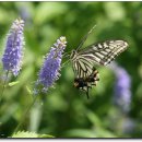 앗싸~~ 호랑나비... 이미지