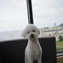 하울팟 부산케어센터 이미지