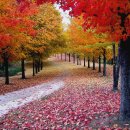 가을`과 어울려지는 빌라드` 총결산 ... 250`곡 이미지