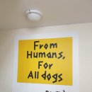 독핏코리아 이미지