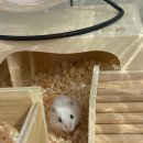 햄토피아 천안 불당점 이미지