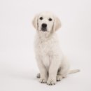 펫매니저 이미지