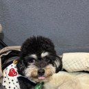 안동종택한우명가 | 라페스타 고기집 안동한우명가 애견동반 가능한 한우 맛집 후기