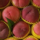 커피인구 네이버블로그