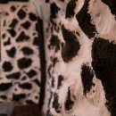 폭낭 올레집 이미지