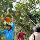 김용호 농장 이미지