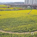 낙동강변 축구장 2 이미지