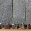 바위솔타운 이미지