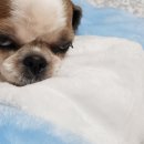 쫑이네