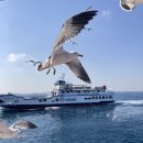 성산포 | 제주도 성산포유람선 탑승 할인 방법 후기