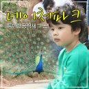 네이처파크 관종 공작새 후기, 아기 백사자보다 더 기억에 남은 이유
