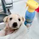 쿵이네 펫세상 | [공지] 25년 7월 펫피X익산시 유기견 보호소 기부 내역🫧