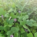 소소한 행복 초록일기 이미지