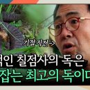 치명적인 칠점사 毒은 암을 잡는 최고의 독이다 이미지