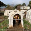 장현목장 이미지