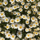 데이지 이미지
