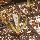 더레지아D 이미지