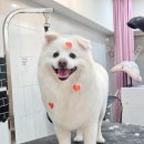101 애견미용 이미지