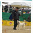 진도애견훈련소 이미지