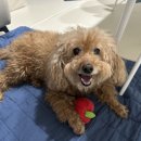 아이러브멍 이미지